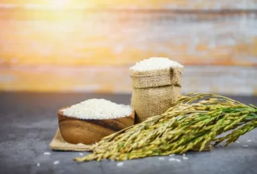 premium photo  thai rice white on bowl and the sack  raw jasmine rice grain with ear of paddy field agricultural products for food in asian